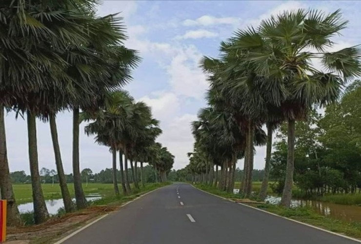 সারি সারি তালগাছ সৌন্দর্যের শোভা ছড়িয়ে অভিবাদন জানায়